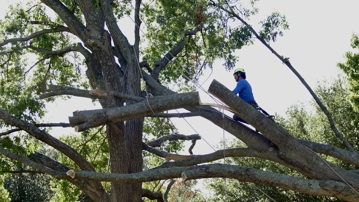 Professional Crown Thinning performed by certified arborists in Cable