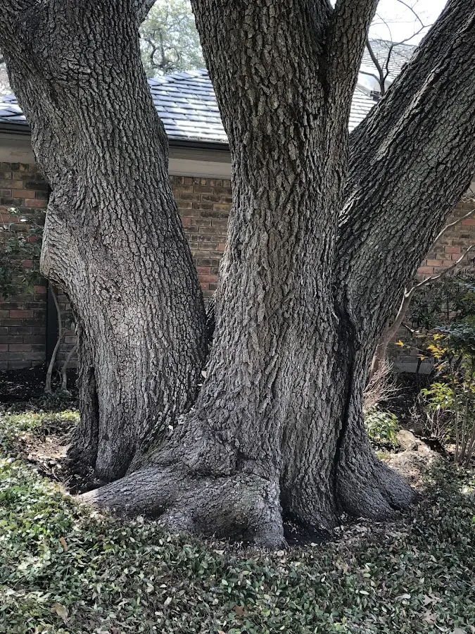 Mature heritage tree close to a Cable property cared for by certified arborists